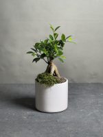 گیاه بنسای جینسینگ مدل Eco01