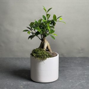 گیاه بنسای جینسینگ مدل Eco01
