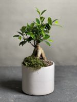 گیاه بنسای جینسینگ مدل Eco01