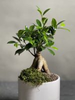 گیاه بنسای جینسینگ مدل Eco01