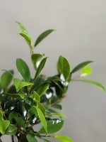 گیاه بنسای جینسینگ مدل Eco01