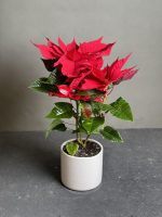 گیاه بنت قنسول (کریسمس)