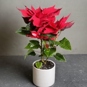گیاه بنت قنسول (کریسمس)