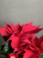 گیاه بنت قنسول (کریسمس)