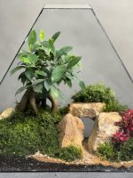 تراریوم بنسای فیکوس مدل Norm01