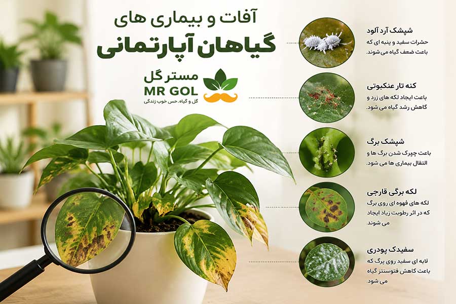 آفات و بیماری های گیاهان آپارتمانی