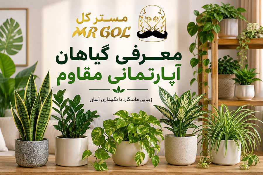 معرفی گیاهان آپارتمانی مقاوم