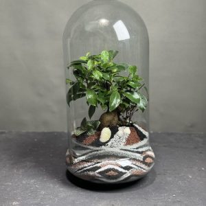 تراریوم بنسای فیکوس مدل ف2150